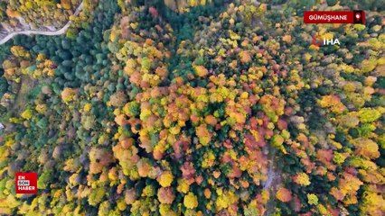 Gümüşhane'de Örümcek Ormanları'nda renklerin muhteşem dansı