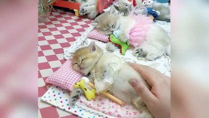 "Funniest ANIMAL Moments That Will Make You Burst Into Laughter! 🤣🐾"