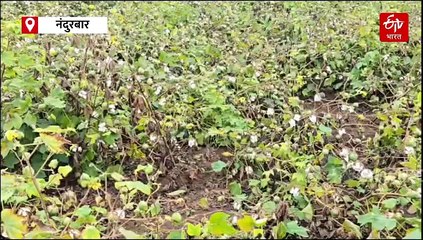 नंदुरबारला अवकाळी पावसाचा तडाखा, शेतकऱ्यांच्या हाता-तोंडाशी आलेला घास हिरावला