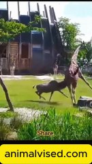 Funny Animal Video ✨✨✨ | Hilarious Dogs, Cats & Wild Animal Moments 🐶🐱😂