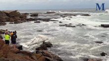 Dead humpback whale washes up north of Wollongong