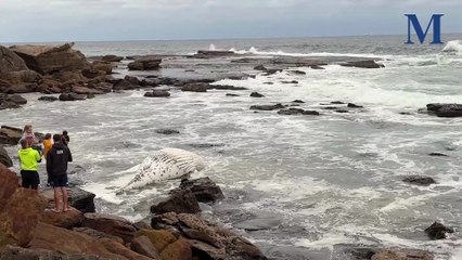 Dead humpback whale washes up north of Wollongong