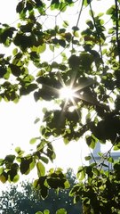 He is a high-ranking figure on campus, with countless suitors, but he falls in love with an ordinary girl. For her, he steps down from the altar, deliberately approaches her, fights openly and secretly, and takes her back to his side. He pampers the ordin