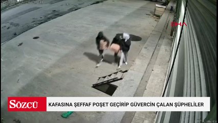 Bayrampaşa'da kafasına şeffaf poşet geçirip güvercin çalan şüpheliler kamerada