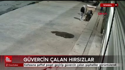 Bayrampaşa'da kafasına şeffaf poşet geçirip güvercin çaldılar