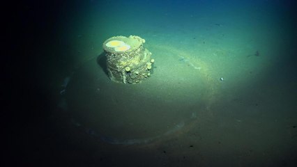 Scientists Find Strange Rings Surrounding 500,000 Seafloor Barrels—And No One Knows Why