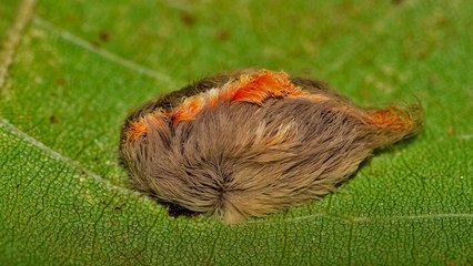 Touching This Caterpillar Could Be Fatal—Here’s Why