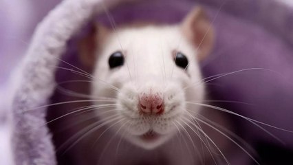 What Became of the Infant Involved in One of the Most Unethical Psychological Studies?