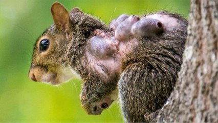 Disturbing Parasite in Squirrels Prompts Urgent Warning From Animal Rescuers