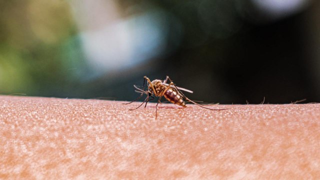 The One Vitamin That Could Help Keep Mosquitoes Away All Summer