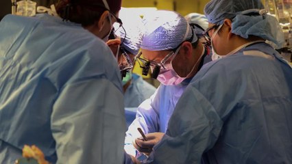 Historic Moment as Surgeons Transplant Genetically Modified Pig Kidney into Patient