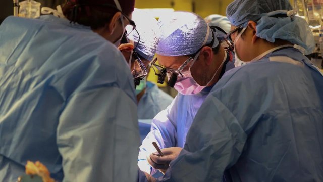 Historic Moment as Surgeons Transplant Genetically Modified Pig Kidney into Patient