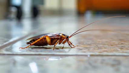 Natural Pest Control: Does Rice Work Against Rats and Cockroaches?