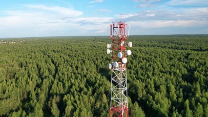 Trees Near Cell Phone Towers Show Severe Damage. What’s Happening?