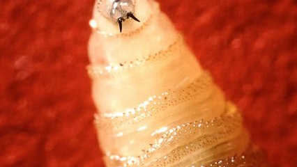 First U.S. Case of Flesh-Eating Parasite Confirmed in a Human This Year