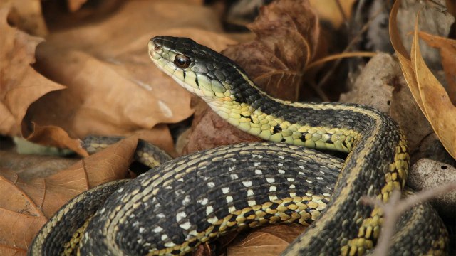 Proven Tips to Keep Snakes Out of Your Home and Protect Your Family