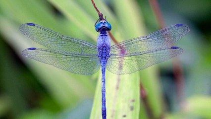 Dragonflies Can Devour Hundreds of Mosquitoes Daily — Here’s How to Attract Them to Your Yard