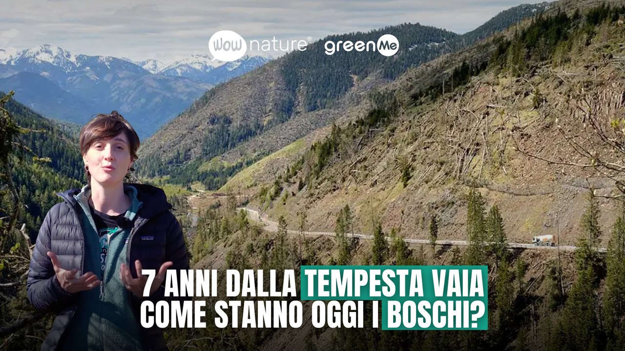 7 anni dalla tempesta Vaia come stanno oggi i boschi?