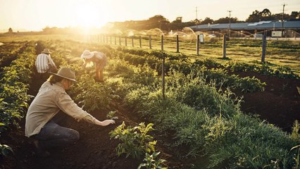 Study Reveals Unexpected Impact of Decades-Long Organic Farming