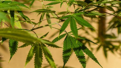 Scientists Have Discovered The Ancient Origins of Cannabis