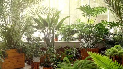 7 Surprising Benefits of Indoor Plants Supported by Science