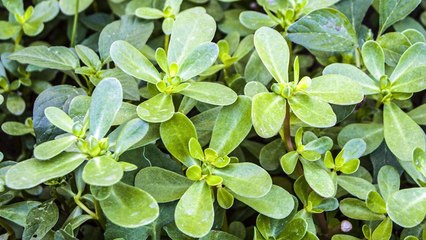 Many Confuse This Plant with a Weed, But It’s Actually Full of Surprising Health Benefits