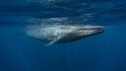 Blue Whales Are Going Silent, and Scientists Are Worried — Here’s Why