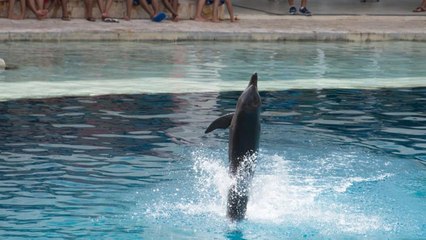Mexico Bans Dolphin Shows in Landmark Animal Welfare Victory