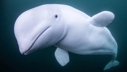 How a Whale Tried to Bridge the Linguistic Divide Between Humans and Animals