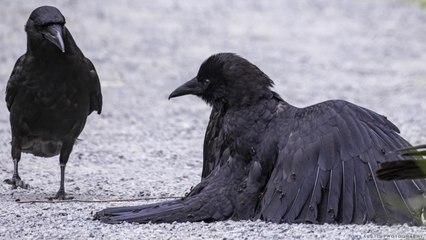 The Fascinating Way Crows Use Ant Hills as a Cure When They’re Sick