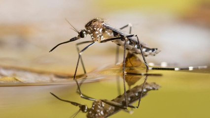 Mosquitoes Bite Less and Mate Less When Exposed to Skrillex Track