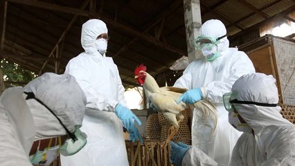 Essential Bird Flu Symptoms to Watch as Experts Warn of Possible New Pandemic