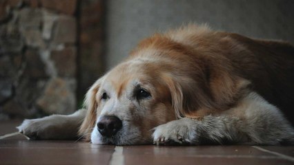 6 Telltale Signs That Your Dog Might Be Approaching the End of Their Life
