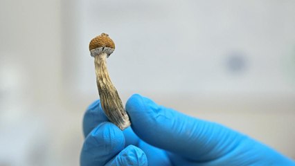 Mild Head Trauma Reversed in Rats with Psilocybin Treatment