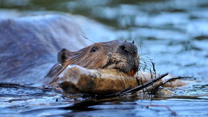 Beavers Restored a Dying River in the Desert: Here’s What Happened