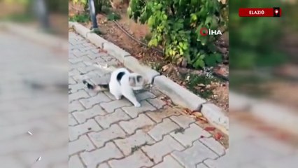 Elazığ'da kedi, fareyi ağzıyla yakalayarak uzaklaştı