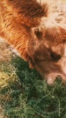 Why don't camels feel pain and get hurt when eating thorny plants?