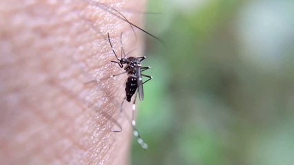 In Italia cresce l'attenzione sulle malattie infettive tropicali