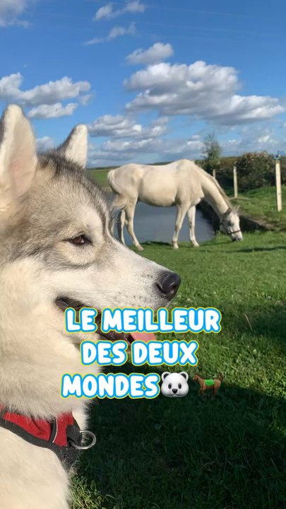 Banalisez le fait de les emmener partout avec vous ♥️. Ils n’aiment pas que la balade du quartier, ou les plaines, ou être dans un bois. Ils adorent être avec vous et tout partager avec leur humain ✨