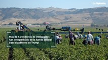Más de 1.2 millones de inmigrantes han desaparecido de la fuerza laboral bajo el gobierno de Trump