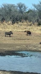 Power doesn’t always roar — sometimes it grunts with confidence. 🔥