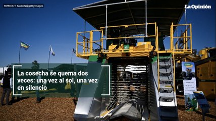 La cosecha se quema dos veces: una vez al sol, una vez en silencio