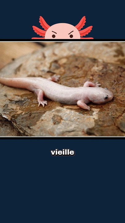 L'axolotl nous ment !
