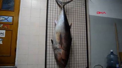 Oltayla 1 metre 74 santimlik orkinos yakaladı, o anları kaydetti