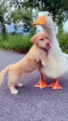 funny cats and dogs _ cats video _ dogs funny videos _ birds video