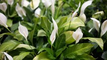 10 Gardening Tips For Growing Beautiful Peace Lily Blooms