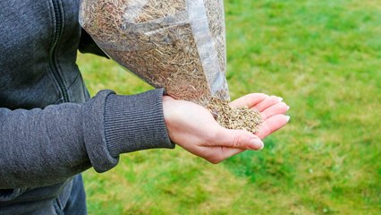 10 Useful Gardening Tips For Growing Grass From Seed