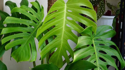 10 Tips For Keeping Your Monstera Plant Healthy And How To Maintain Them