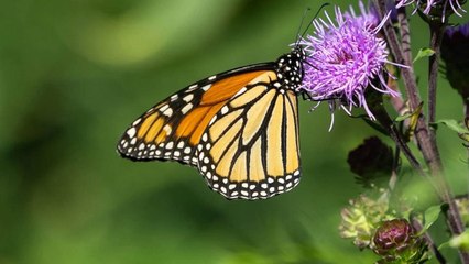 Study: America’s Butterflies Are Disappearing at a “Catastrophic” Rate