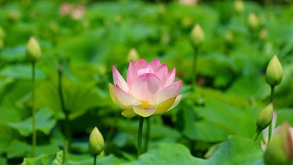 10 Gardening Mistakes To Avoid If You’re Growing Lotus Flowers